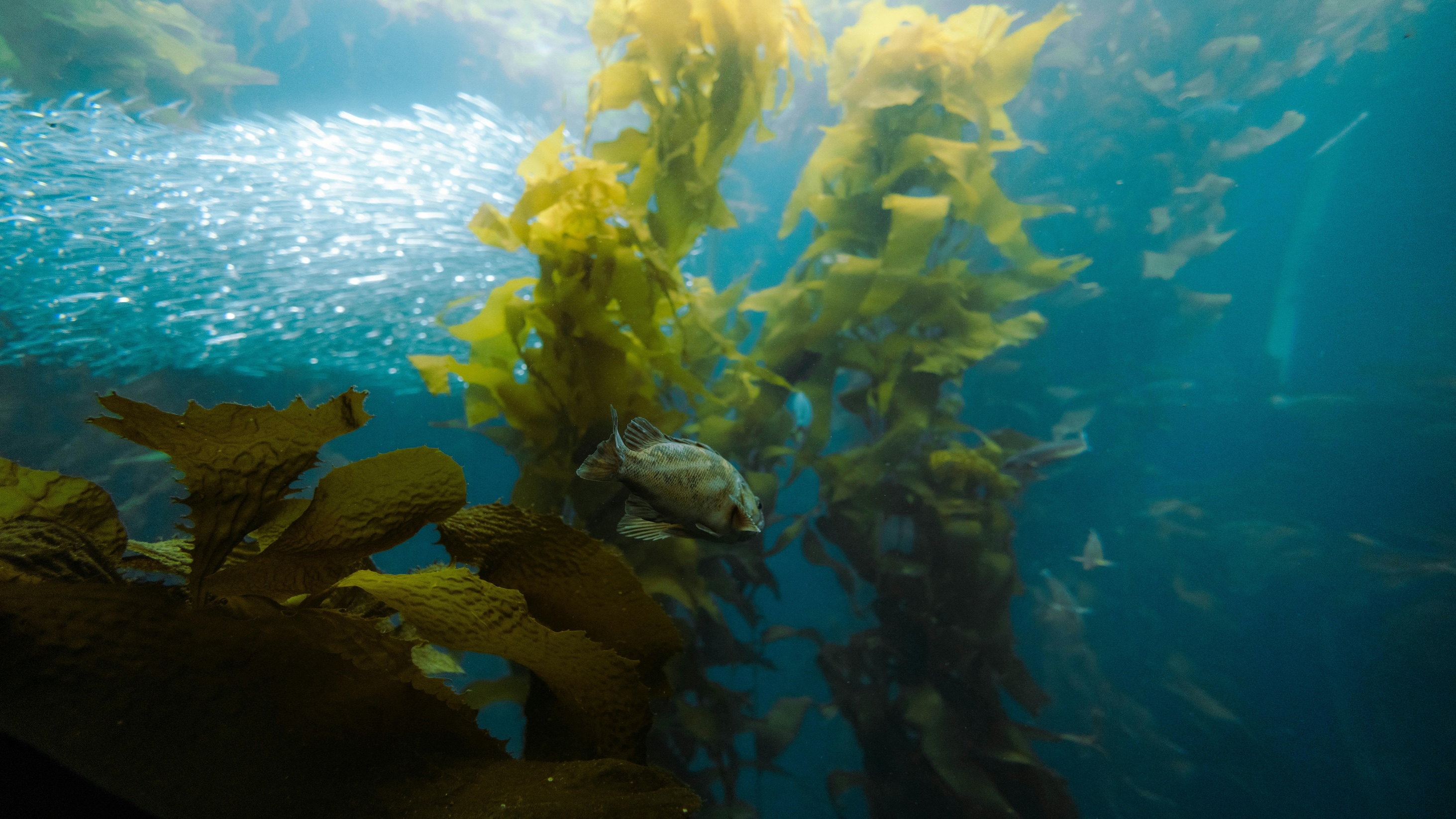 Kelp forest underwater