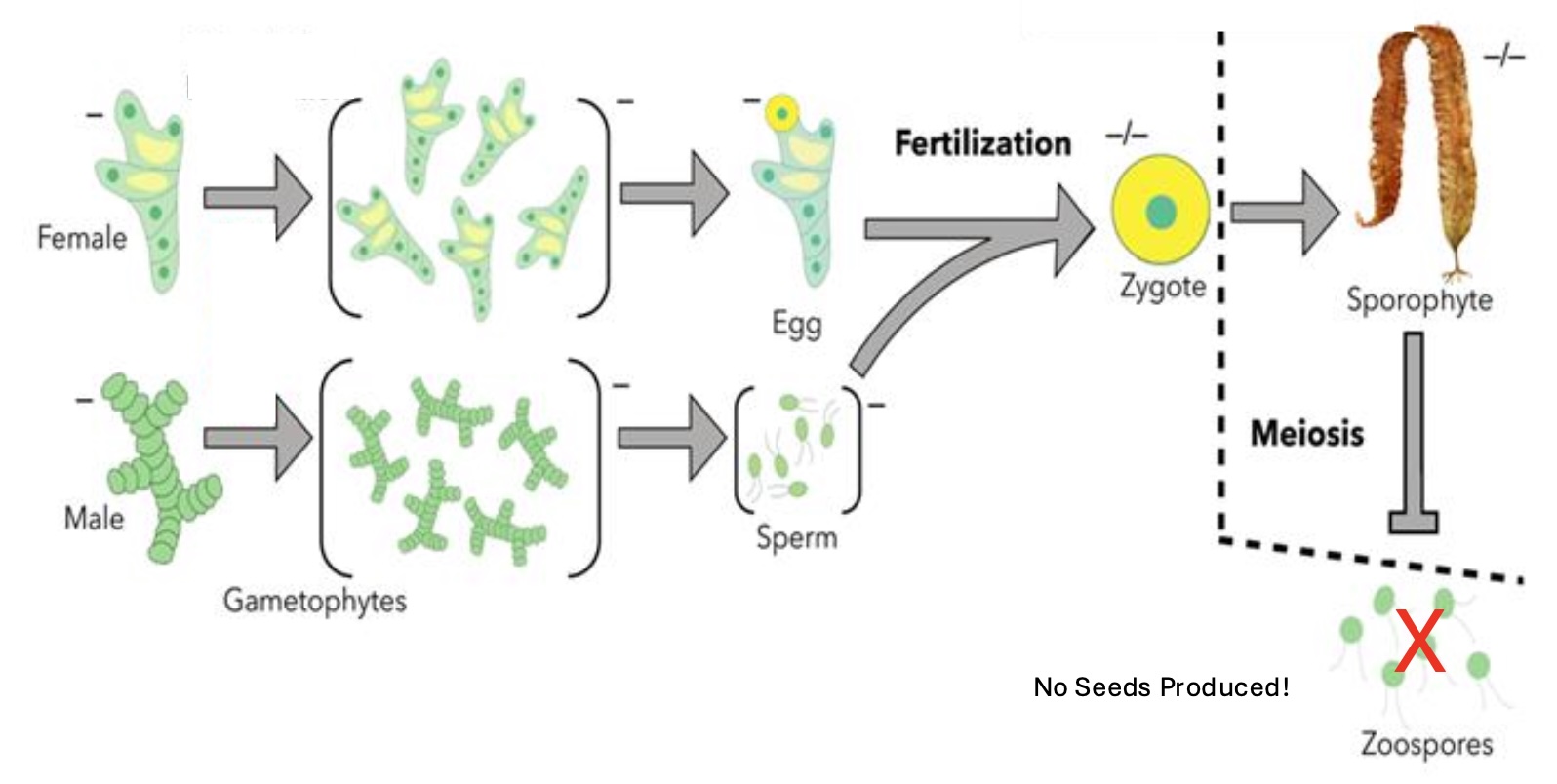 Non-Reproductive Kelp