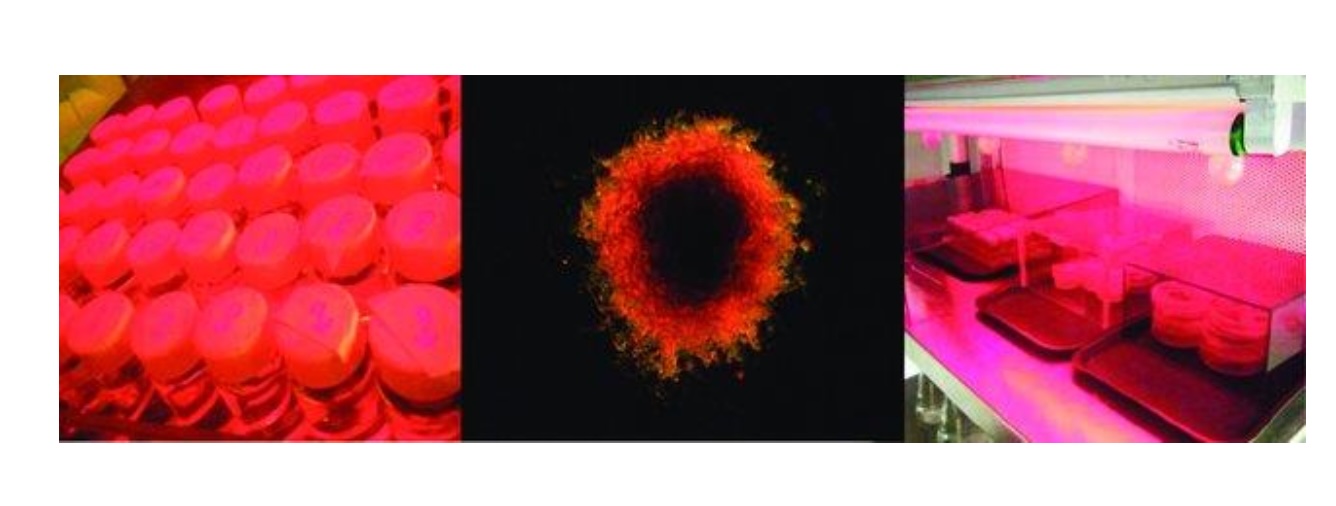 Seed Banks and Elite Cultivars